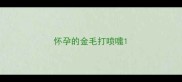 怀孕的金毛打喷嚏