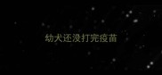 幼犬还没打完疫苗