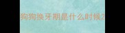狗狗换牙期是什么时候