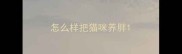 怎么样把猫咪养胖