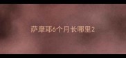 萨摩耶6个月长哪里