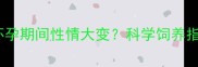 拉布拉多怀孕期间性情大变科学饲养指南与行为