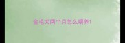 金毛犬两个月怎么喂养