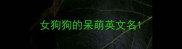 女狗狗的呆萌英文名