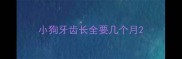 小狗牙齿长全要几个月