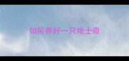 如何养好一只哈士奇