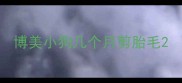 博美小狗几个月剪胎毛