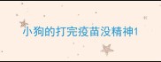 小狗的打完疫苗没精神