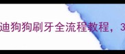 新手必看泰迪狗狗刷牙全流程教程3步搞定不哭闹