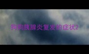 狗狗胰腺炎复发的症状