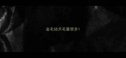 金毛幼犬毛量很多