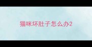 猫咪坏肚子怎么办