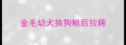 金毛幼犬换狗粮后拉稀