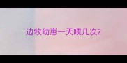 边牧幼崽一天喂几次