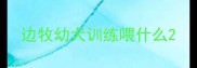 边牧幼犬训练喂什么