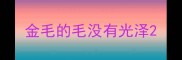 金毛的毛没有光泽