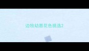 边牧幼崽花色挑选