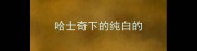 哈士奇下的纯白的
