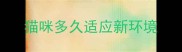 猫咪多久适应新环境