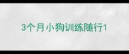3个月小狗训练随行