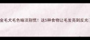 金毛犬毛色暗淡别慌这5种食物让毛发亮到反光