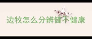 边牧怎么分辨健不健康