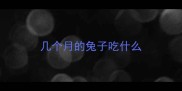 几个月的兔子吃什么