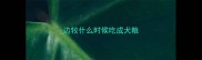 边牧什么时候吃成犬粮