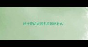哈士奇幼犬换毛应该吃什么