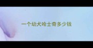 一个幼犬哈士奇多少钱