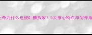 哈士奇为什么总被吐槽拆家5大核心特点与饲养指南