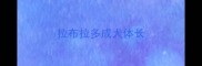 拉布拉多成犬体长