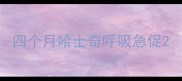 四个月哈士奇呼吸急促