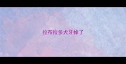 拉布拉多犬牙掉了