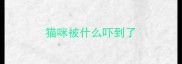 猫咪被什么吓到了
