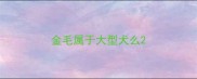 金毛属于大型犬么
