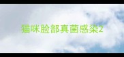 猫咪脸部真菌感染