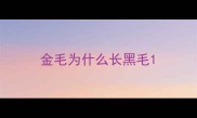 金毛为什么长黑毛