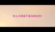 怎么分辨是不是纯种边牧