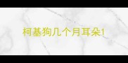 柯基狗几个月耳朵
