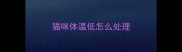 猫咪体温低怎么处理