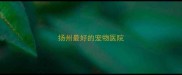 扬州最好的宠物医院