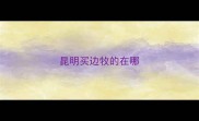 昆明买边牧的在哪