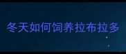 冬天如何饲养拉布拉多