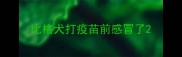 比格犬打疫苗前感冒了