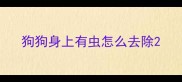 狗狗身上有虫怎么去除