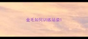 金毛如何训练站姿