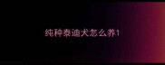 纯种泰迪犬怎么养