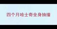 四个月哈士奇全身抽搐