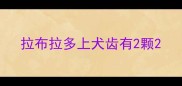 拉布拉多上犬齿有2颗